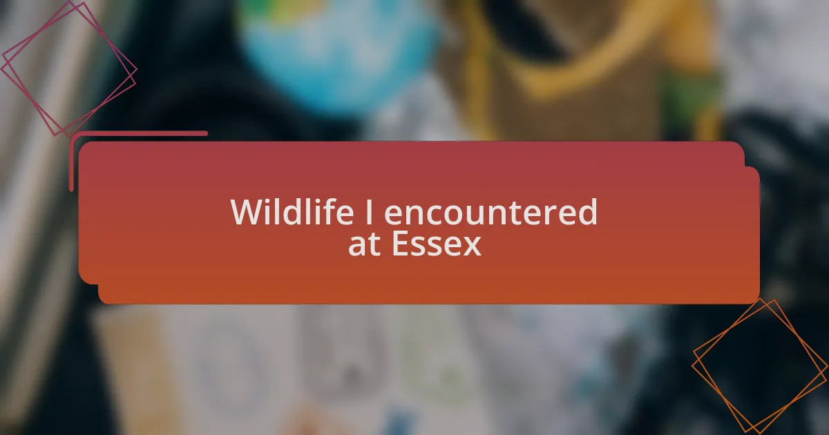 Wildlife I encountered at Essex